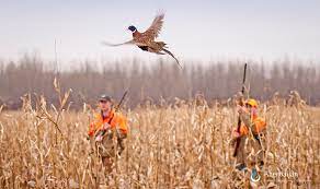 Ведется охота на птиц: исключение — гуси