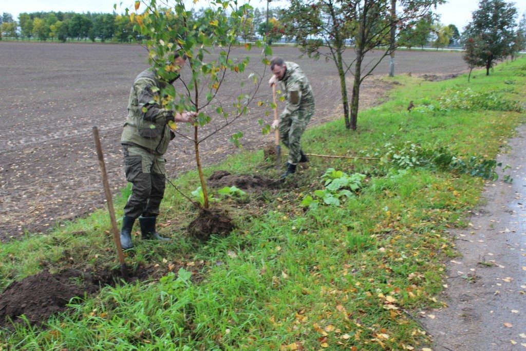 Аллею единства высадили в Володьках Берёзы у дороги