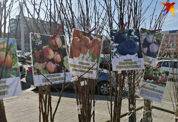 Что ни суббота – то ярмарка