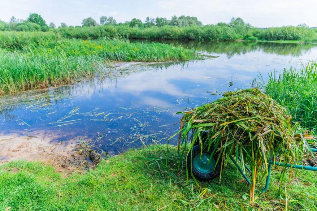 Была река – стало болото. Почему мелеют и засоряются водные артерии района