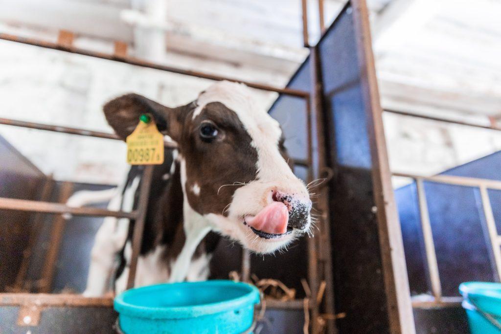 Сколько корова даёт молока? Анализируем информацию, предоставленную  райсельхозуправлением - Чырвоная Зорка