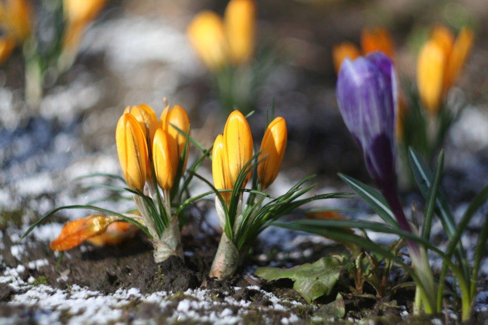Узденщина в Инстаграм. ТОП-5 весенних фото: жители города и района наблюдают за пробуждением природы