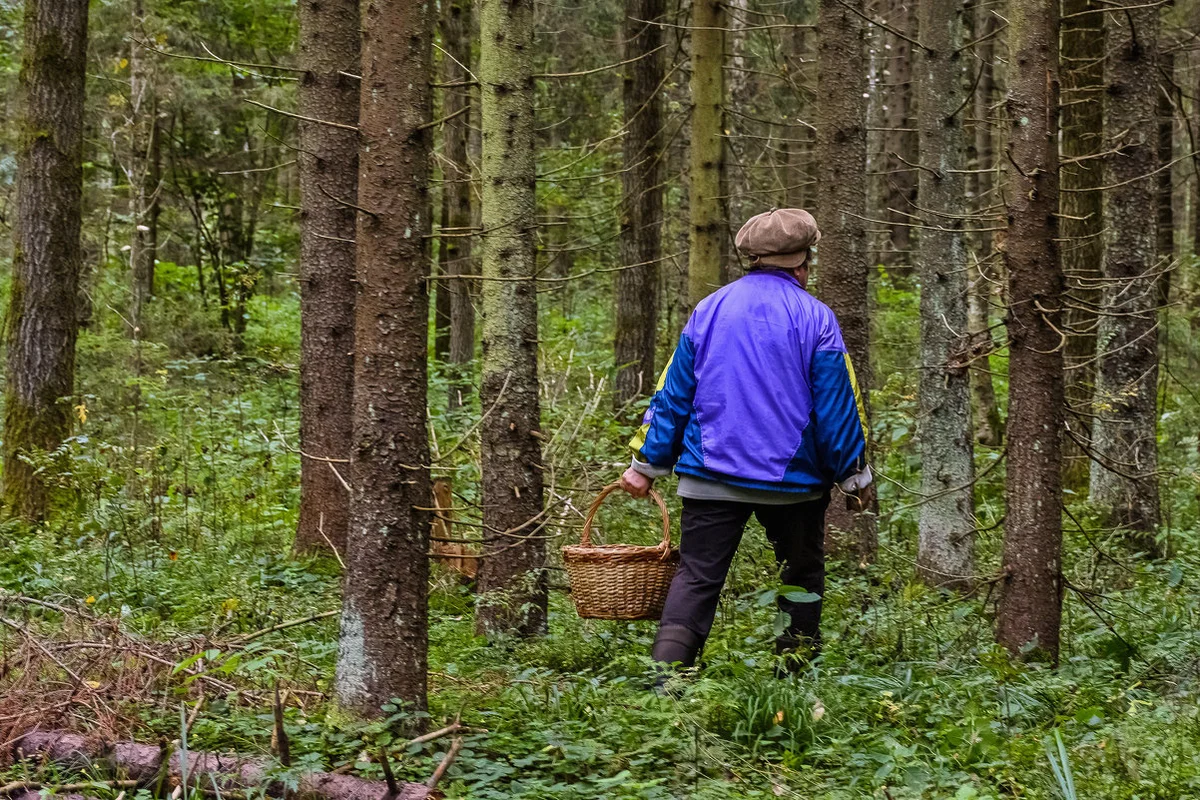 МЧС напоминает, как не потеряться в лесу и что делать, если заблудился -  Чырвоная Зорка