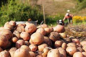 Сколько тонн картофеля собрали на Узденщине