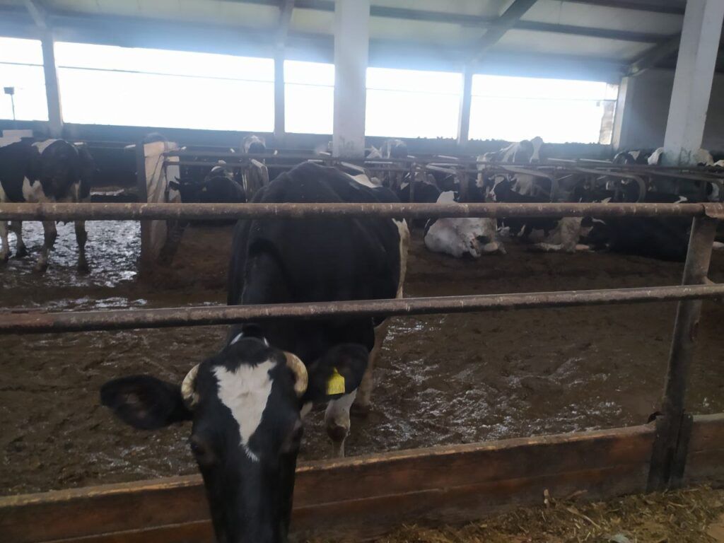 Привлечены к ответственности за падеж КРС. Хозяйства района подвергаются служебным проверкам