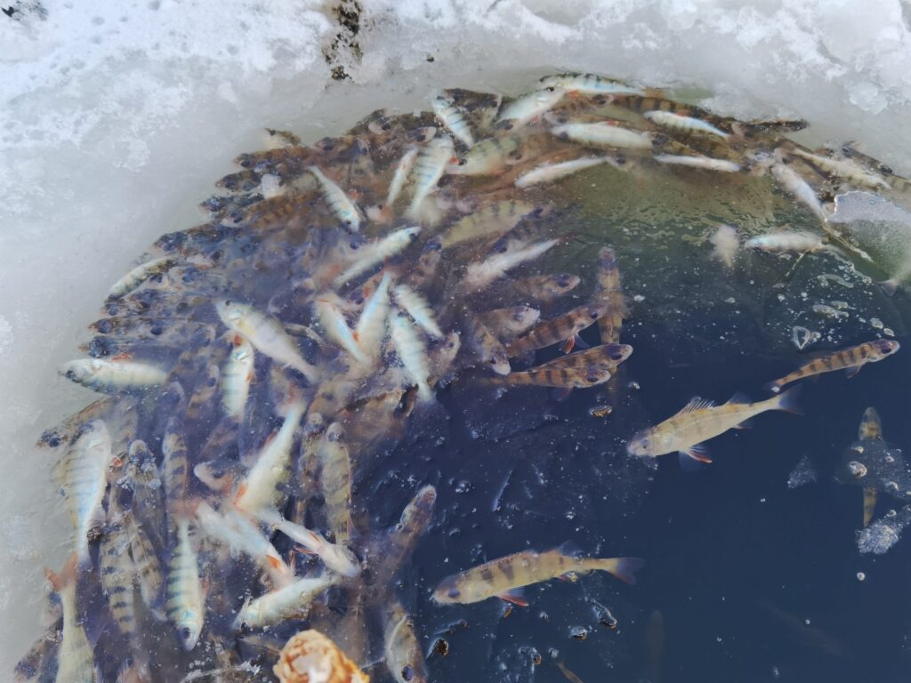 Отчего зимой возможны заморы рыбы, и что делают экологи, чтобы этого не допустить