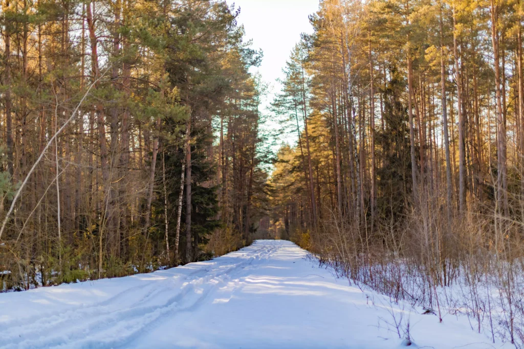Фото дня. Дорога в тишину