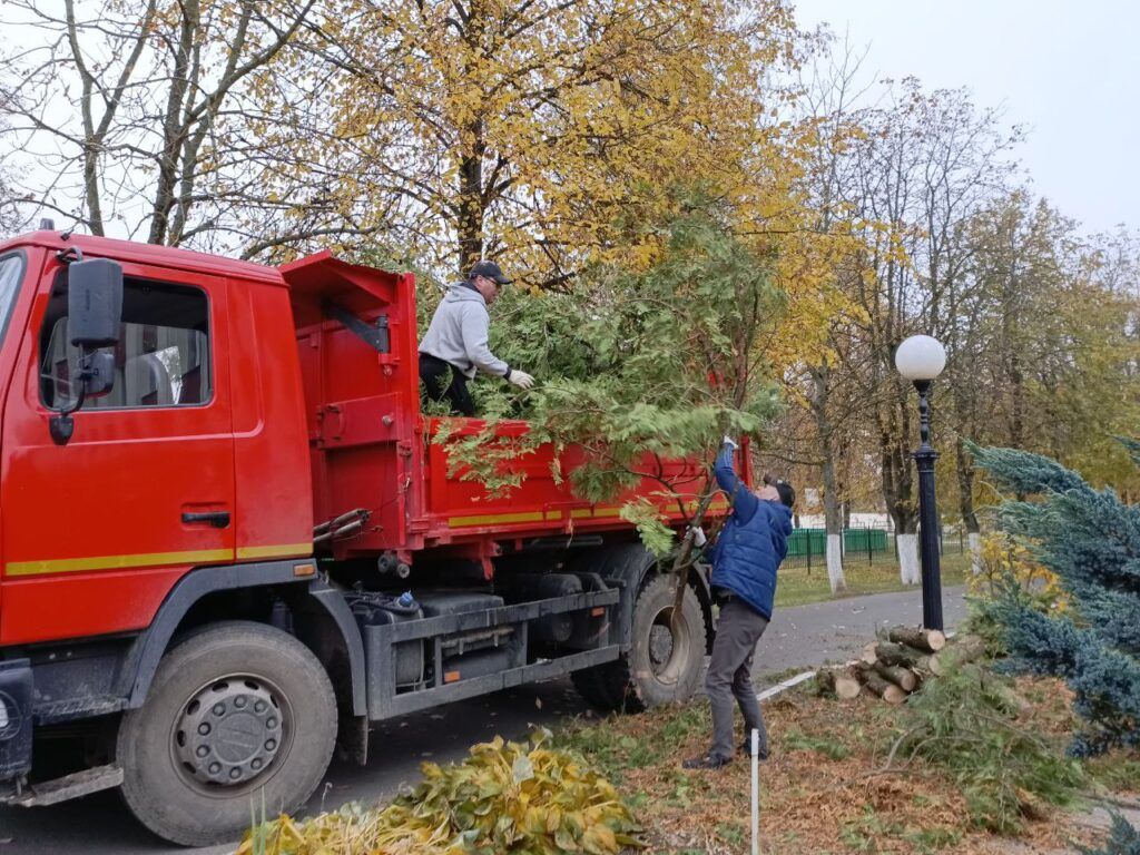 ветви туи