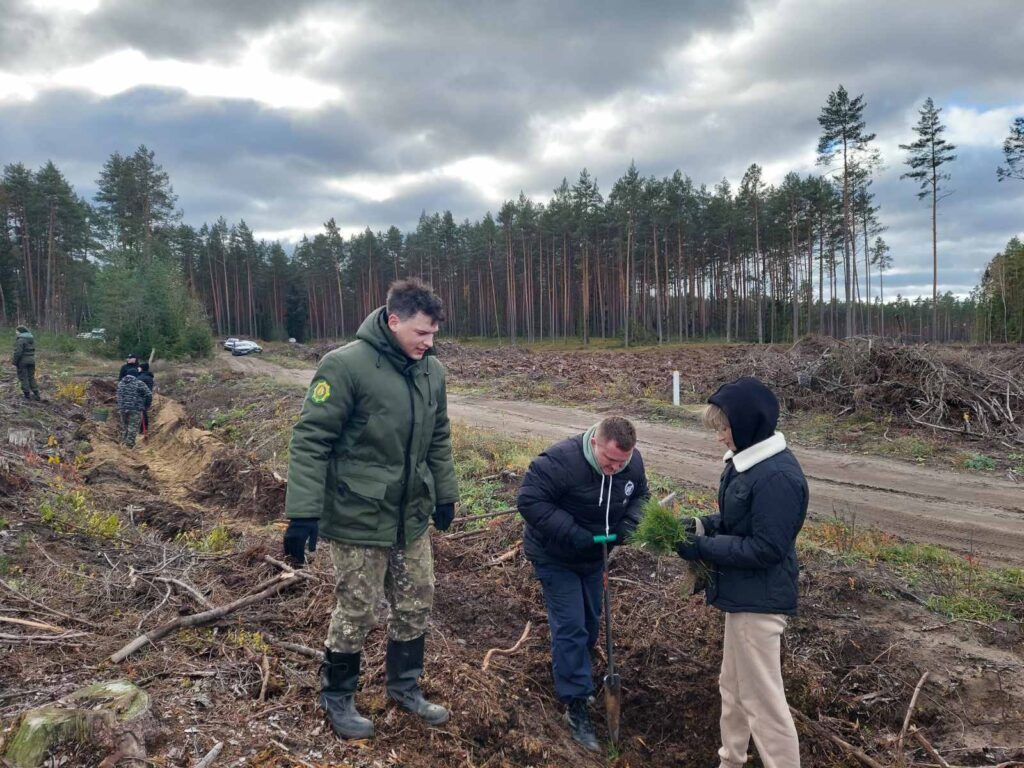 посадка деревьев