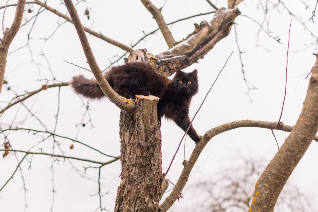 кот