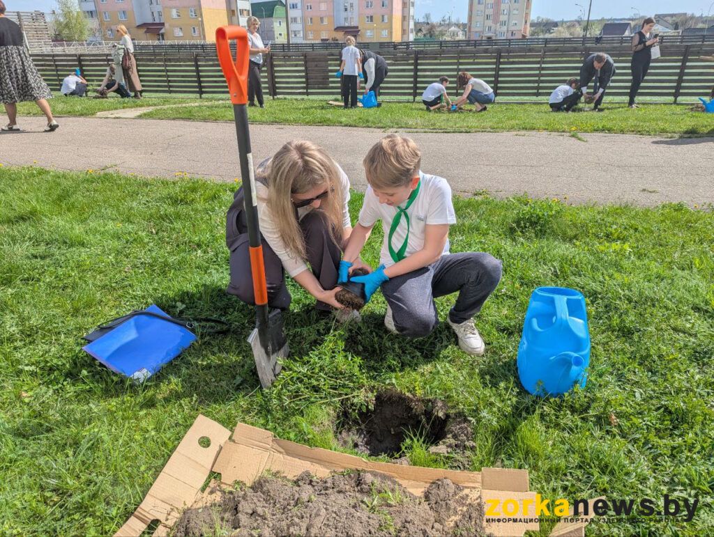 посадка дерева