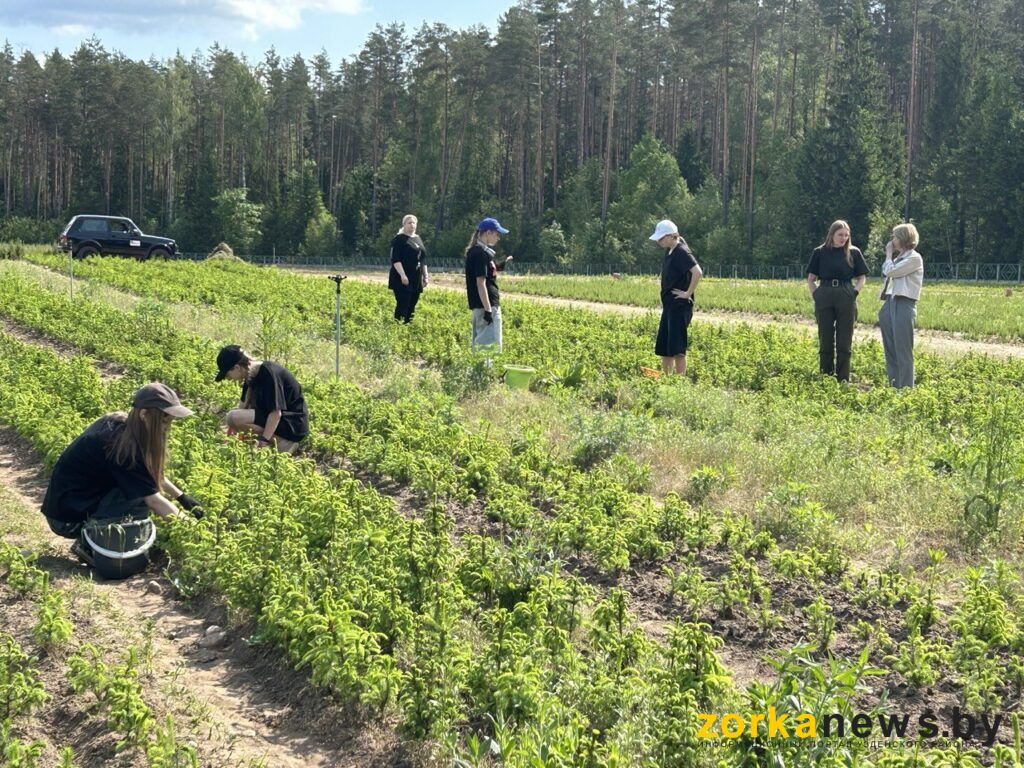 прополка елок