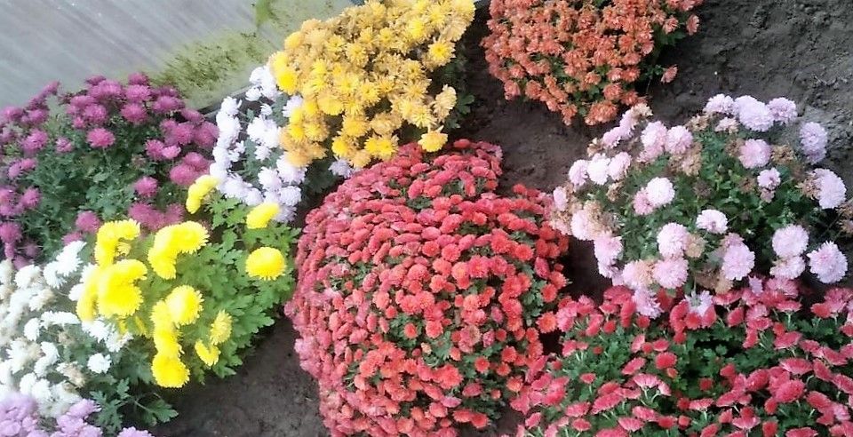 хризантемы