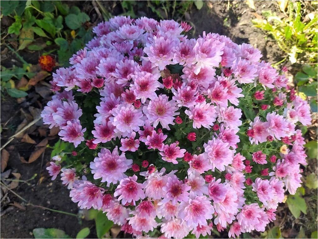 цветы