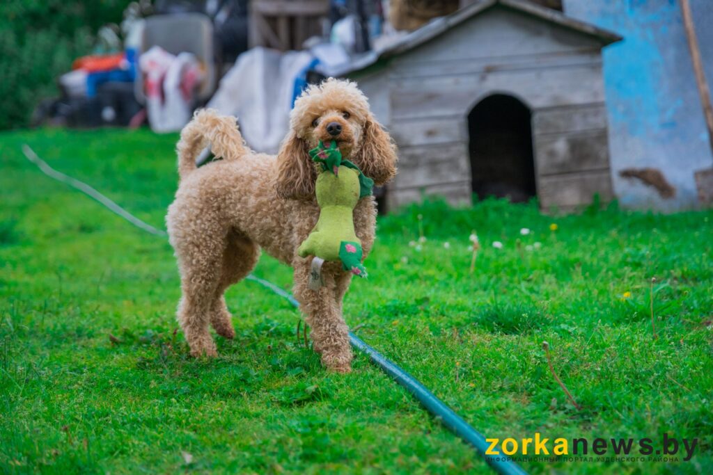 собака