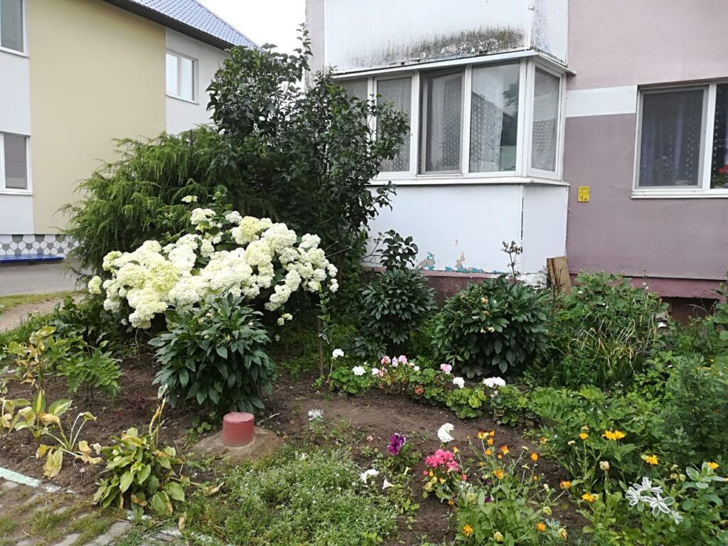 цветы перед домом