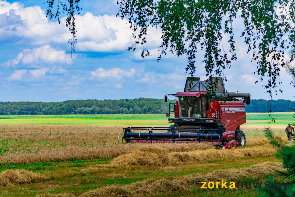 Кто в лидерах на уборке урожая на Узденщине?