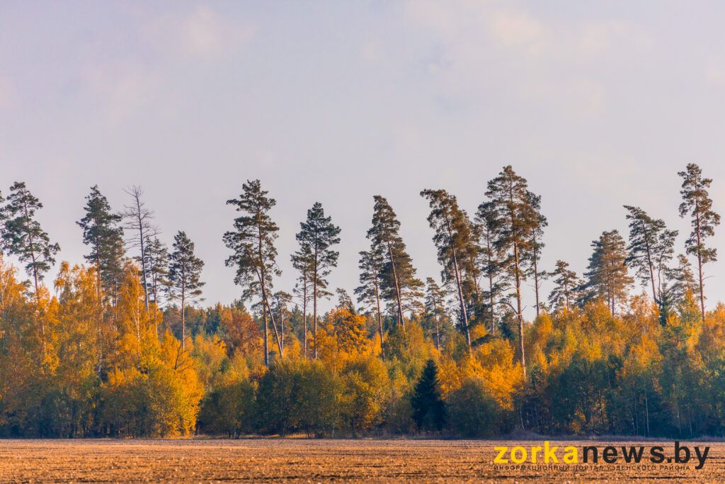 опушка леса