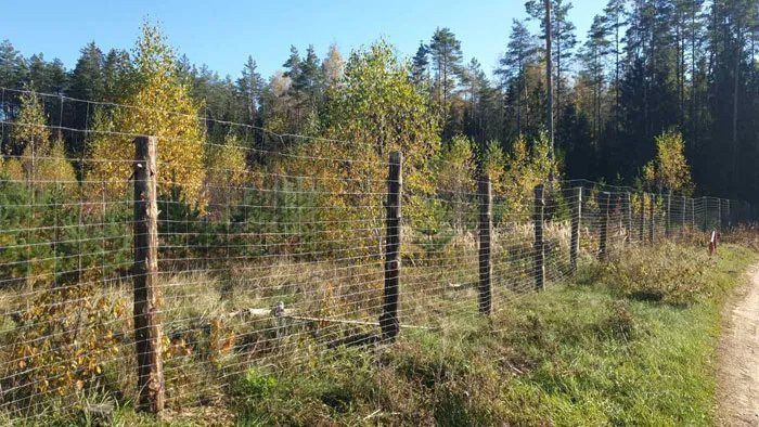 Зачем в лесу деревянные ограждения? Узнали в Узденском лесхозе