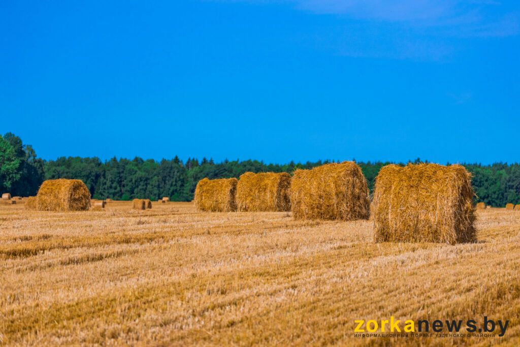 голома