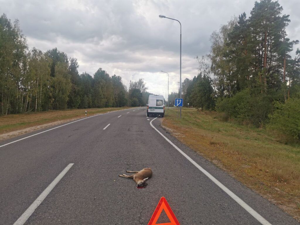 Более 40 диких животных сбито на дорогах Узденского района