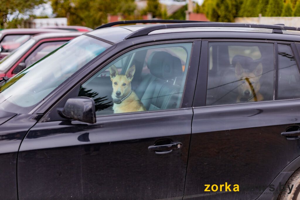собака в машине