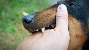 Бешенство. Как защититься, рассказала специалист санэпидемслужбы Узды