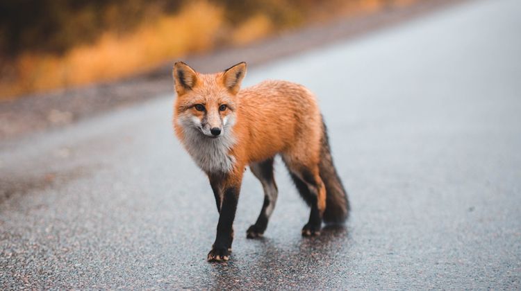 Заметили лису? Немедленно сообщите в РОЧС или РОВД