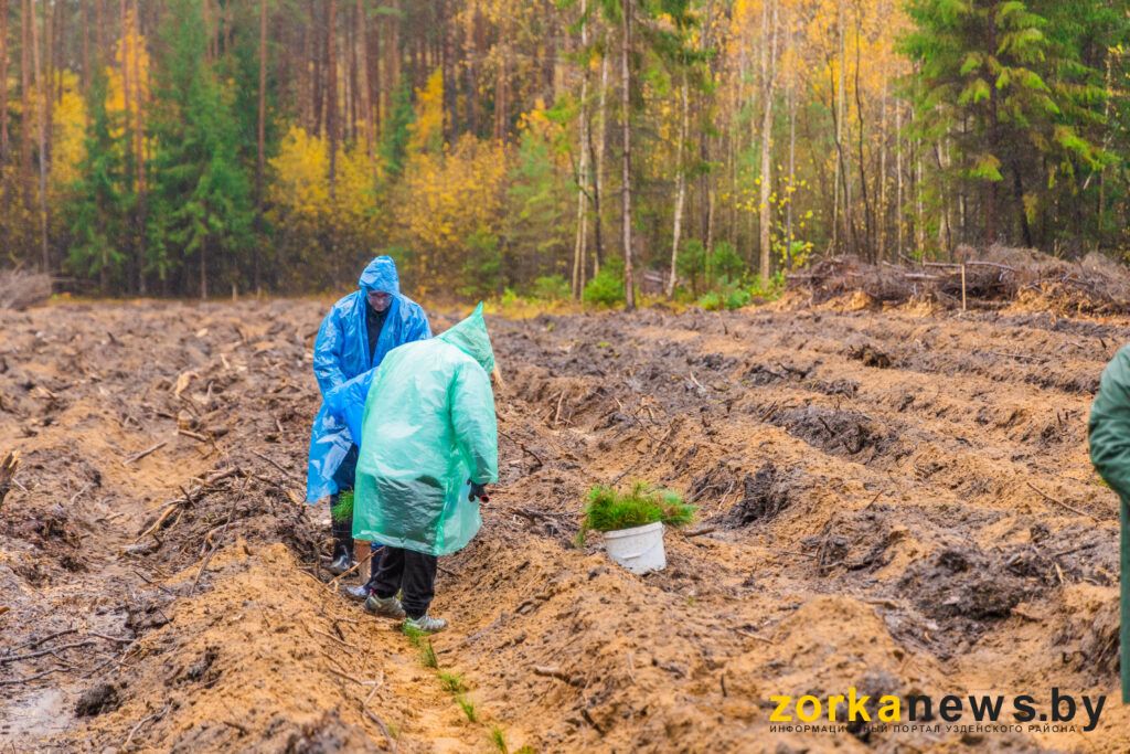 дай лесу новае жыццё
