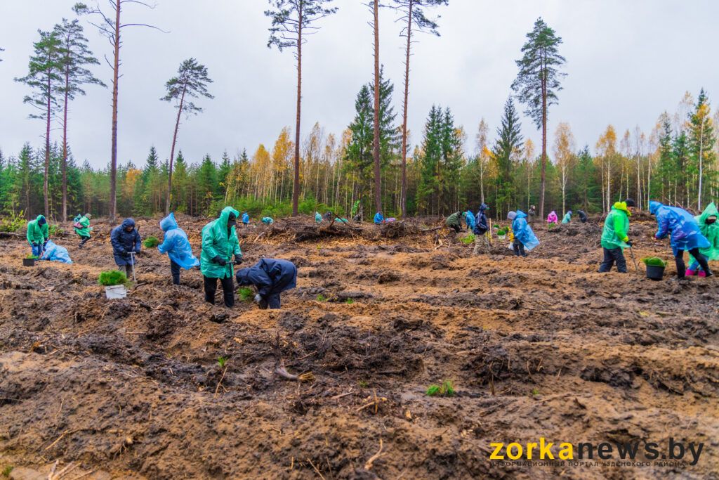 В Узденском районе сажали лес депутаты Парламента и замминистра лесного хозяйства