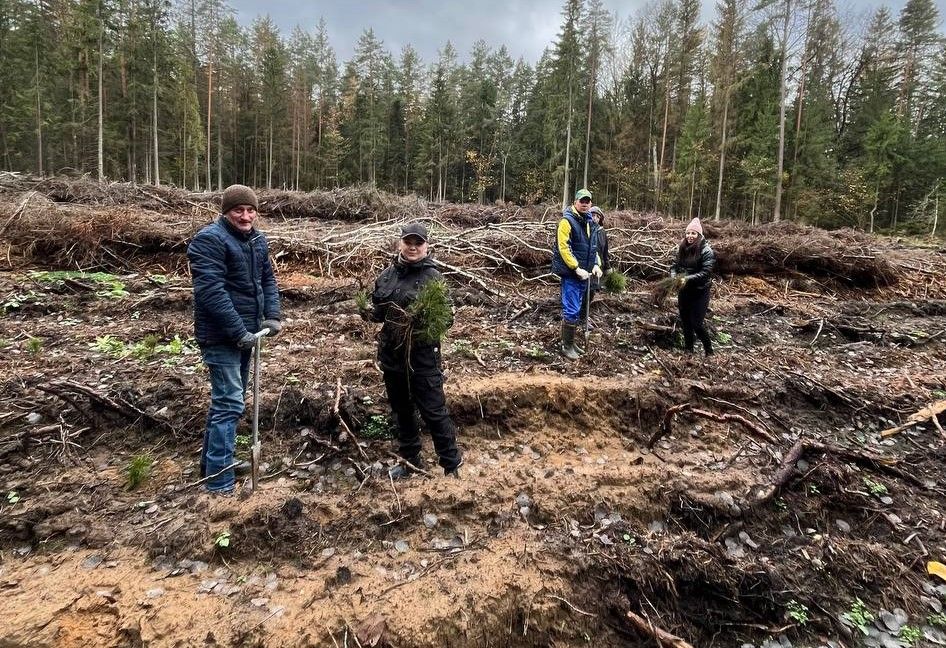 дай лесу новае жыццё
