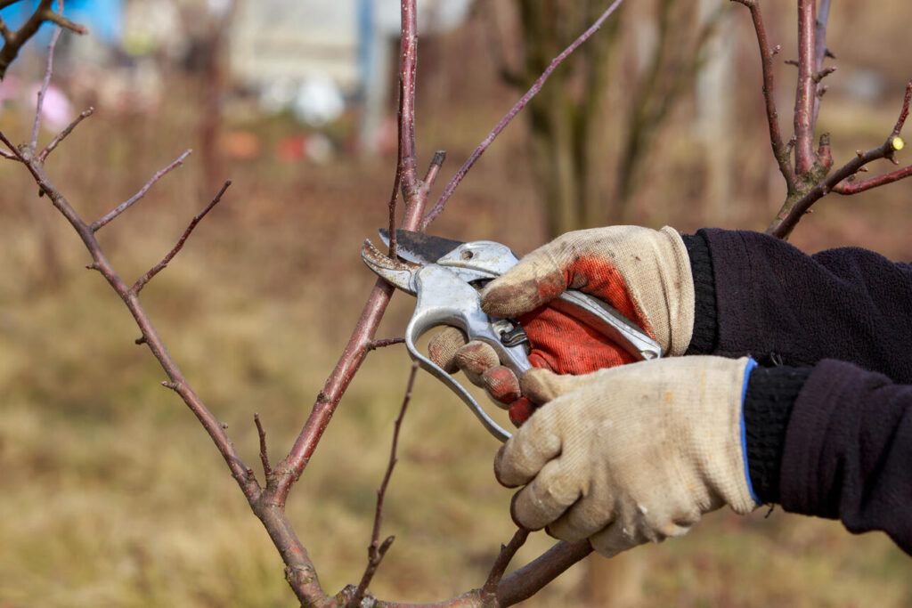 Обрезка яблонь в ноябре. 5 шагов к здоровому саду и обильному урожаю в 2026 году