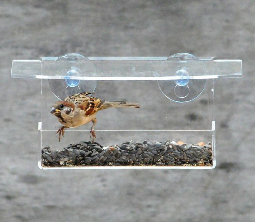 Штраф за кормушку. Что нужно знать жителям многоквартирных домов Узды