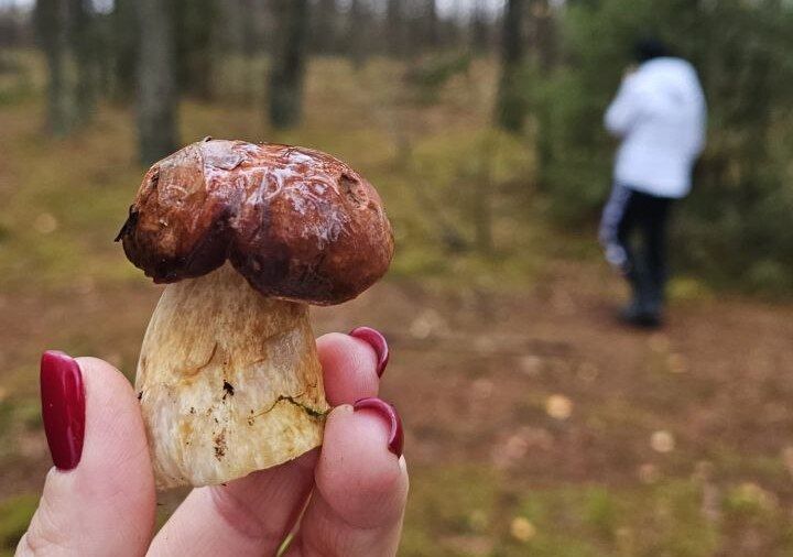 Грибной сезон в Беларуси: можно ли собирать грибы в ноябре и декабре?