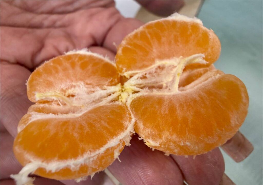 мини мандарин