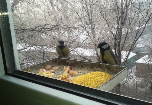 кормушка за окном