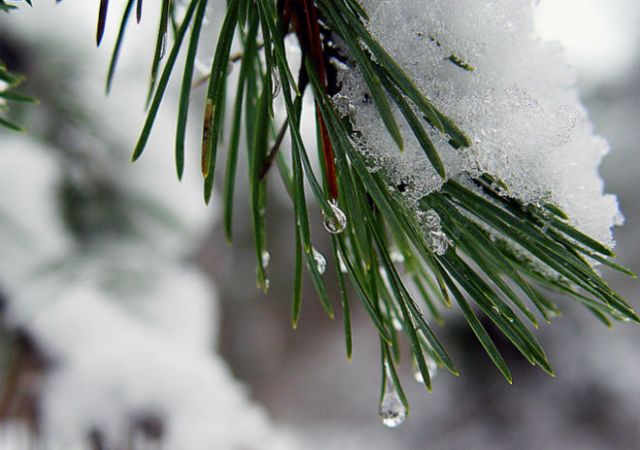 Будет ли снег на Новый год в Беларуси, рассказали синоптики