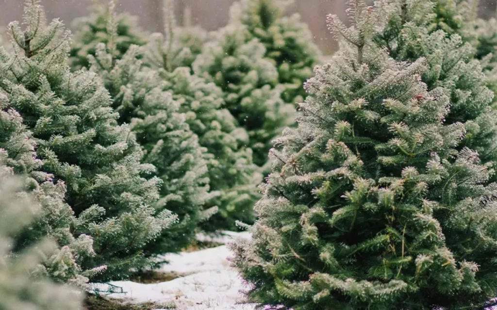 елки к Новому году