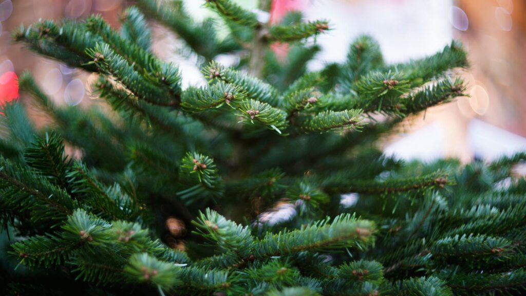 Где купить живую елку в Узде: актуальный прайс-лист от лесхоза