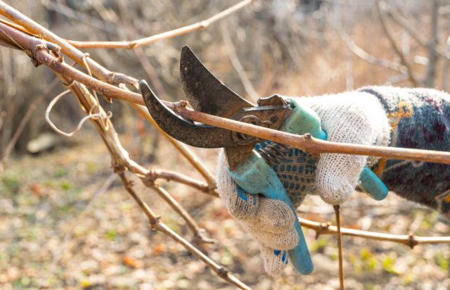 обрезка деревьев