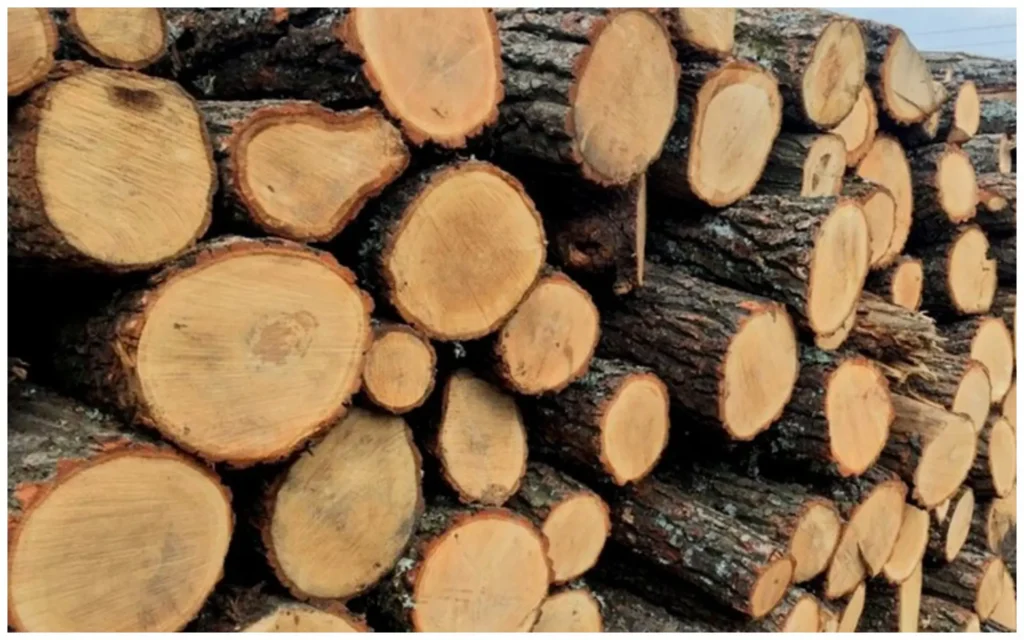 Купить дрова без очереди. Какие условия предлагает Узденский лесхоз