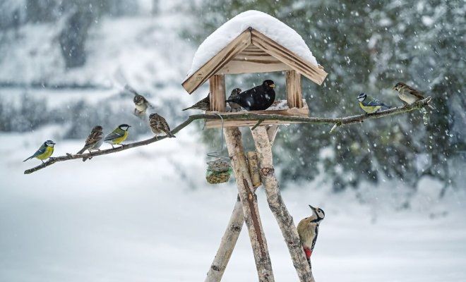 На дачу в декабре. Рассказываем, какие работы в саду можно сделать