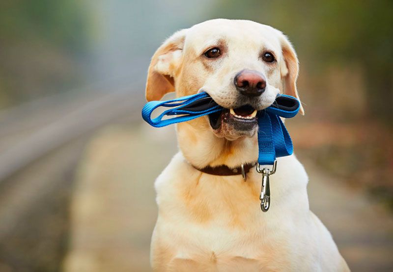 собака с поводком