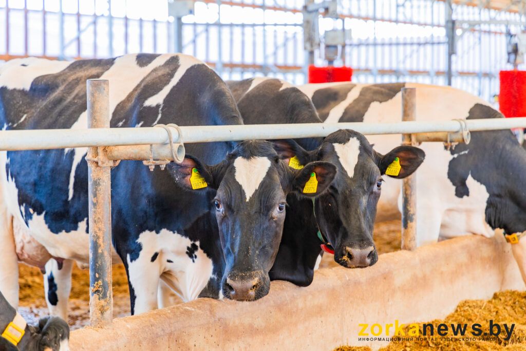 Как изменилось производство крупного рогатого скота и молока в Узденском районе