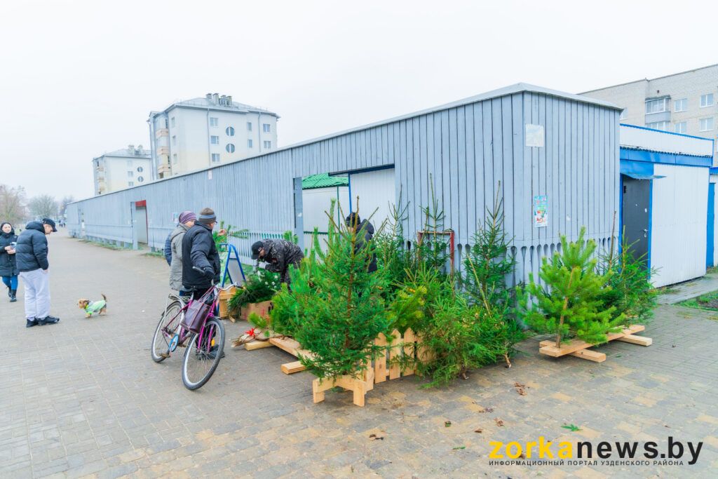 продажа елей