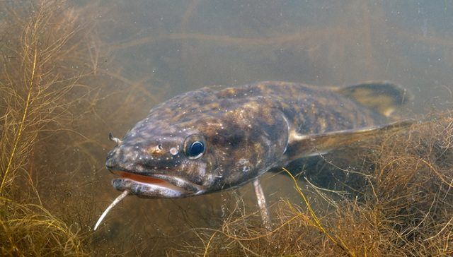 Запрет на ловлю налима введен в Беларуси