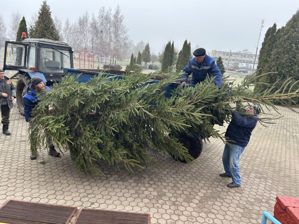 Бесплатные елки от лесхоза — кому и зачем: реальный пример из Узды