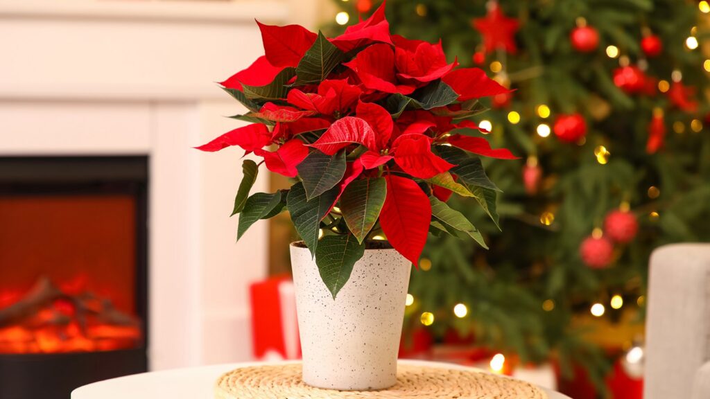 Рождественская звезда. Жительница Хотлян поделилась секретами выращивания цветка