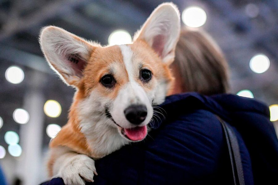 Где нельзя гулять с животными в Беларуси: важные моменты для владельцев собак
