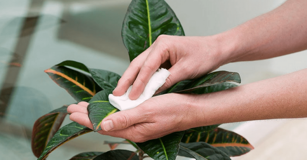 протирание листов фикуса